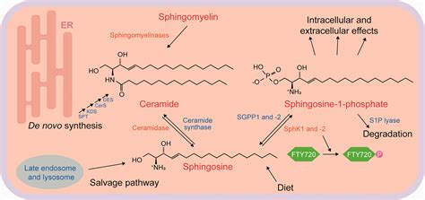 A Glimpse of the Structural Biology of the Metabolism of Sphingosine-1 ...