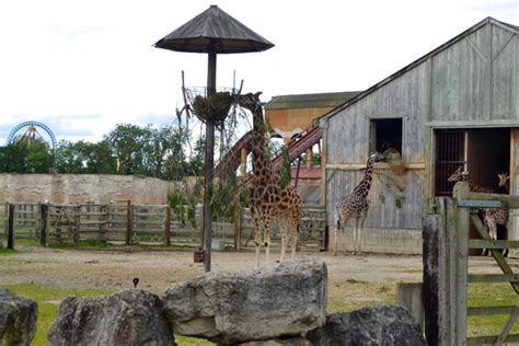 Flamingo Land Rides & Zoo - Skinnedcartree