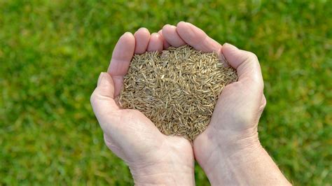 How to plant grass seed: the best ways to sow and grow a lawn, fast ...