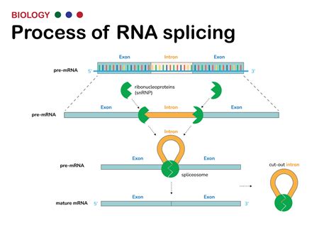 Biological diagram present process of RNA splicing for remove intron ...