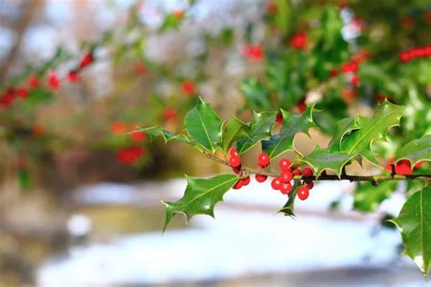 ᐈ Holly berries stock pictures, Royalty Free holly berries images ...