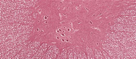 Central Nervous System | histology