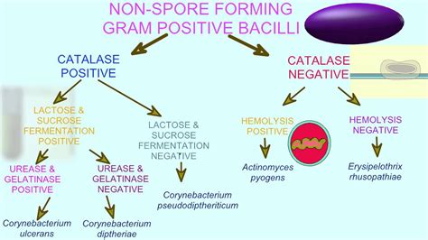 Gram Positive Organisms Chart