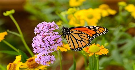 Ranchlands: An untapped reservoir of monarch butterfly habitat