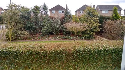 Leylandii hedge removal — BBC Gardeners' World Magazine