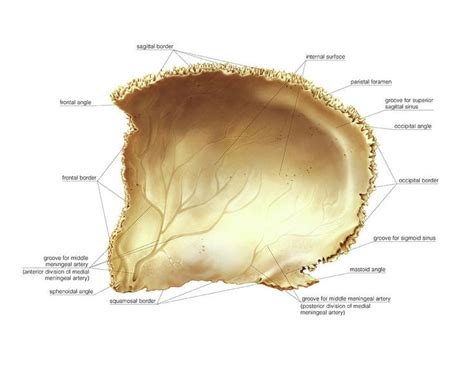 Parietal Bone by Asklepios Medical Atlas | Anatomy images, Skull ...