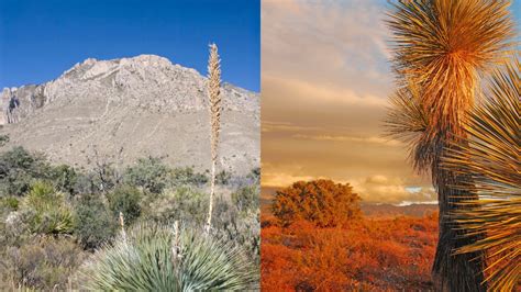 5 Chihuahuan Desert Facts - Online Field Guide