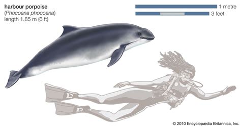 Common porpoise | mammal | Britannica