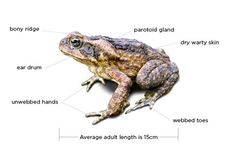 Cane Toad Diagram