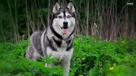 Siberian Husky Wallpapers - Wallpaper Cave