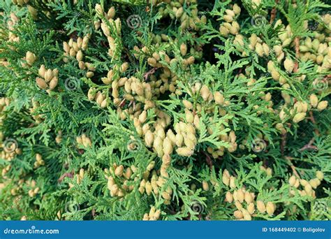 Nice Cones among Green Needles of Evergreen Tree Branch Stock Photo ...