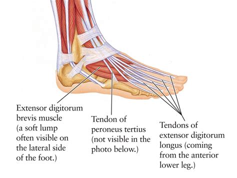 Anatomy Of A Foot Diagram