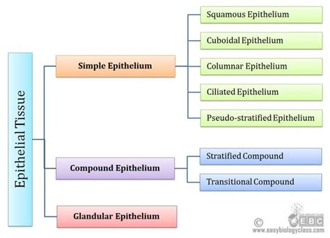 Classification of Epithelial Tissue | EasyBiologyClass