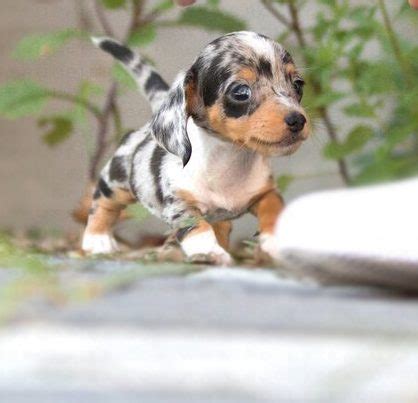 Wink Tiny Teacup Dachshund - Tiny Teacup Pups