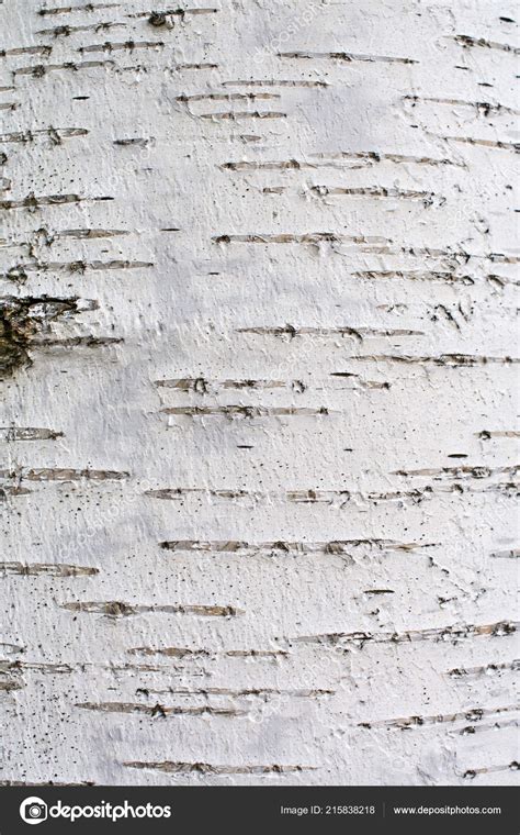 Bark Birch Tree Background Texture Stock Photo by ©Balakleypb 215838218