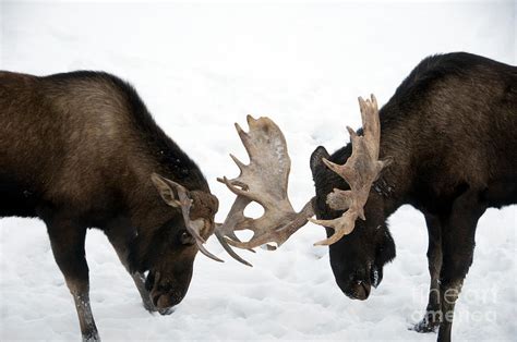 Moose Fighting Photograph by Mark Newman - Pixels