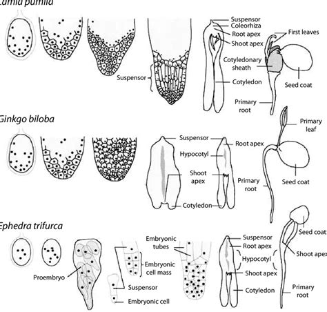 Gymnosperm Seed Diagram