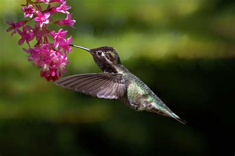 Anna's Hummingbird - A-Z Animals