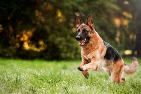 German Shepherd Training: Tips, Tricks & Timelines (2023)