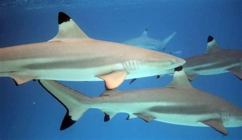 The Blacktip Reef Shark | Critter Science