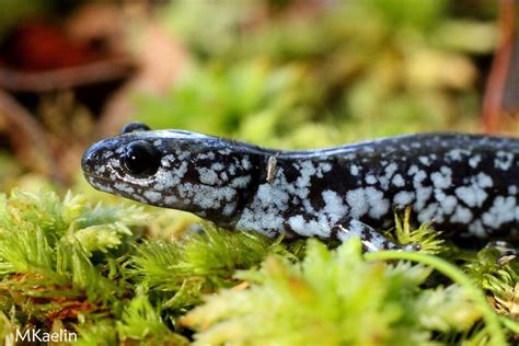 Nature Color Photography: Blue Spotted Salamander by Matthew M. Kaelin