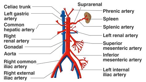 Functions of the Celiac Artery Explained With a Labeled Diagram - Bodytomy