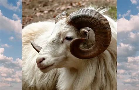 Mountain Goat - Description, Habitat, Image, Diet, and Interesting Facts