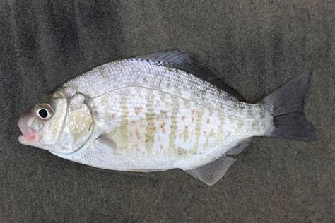 Barred Surfperch | Mexico – Fish, Birds, Crabs, Marine Life, Shells and ...