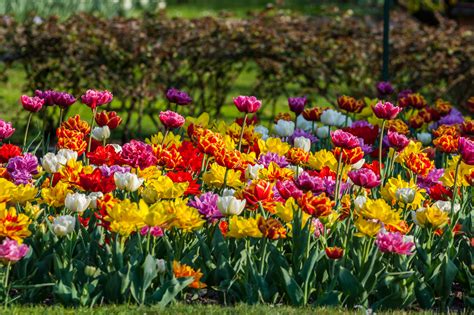 Spring Flowering Bulbs - Thames Valley Landscapes