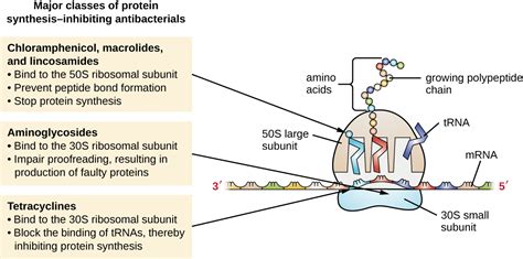 3.12: Aminoglycosides - Medicine LibreTexts