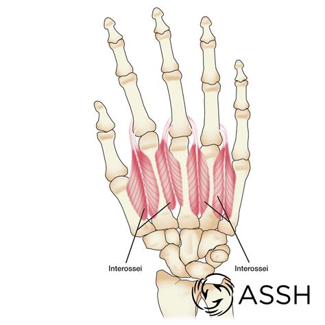 Body Anatomy: Upper Extremity Muscles | The Hand Society