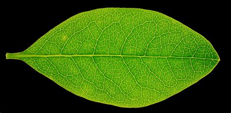 High res leaf texture by hhh316 on DeviantArt