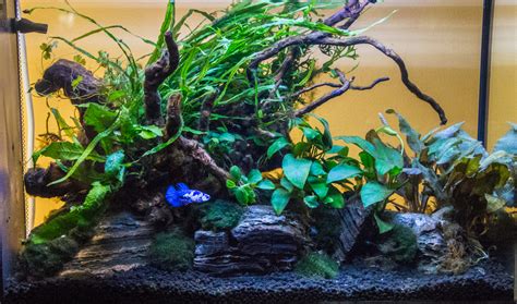 Betta Fish Tank Setup - Simple Guide for Beginners - FishLab