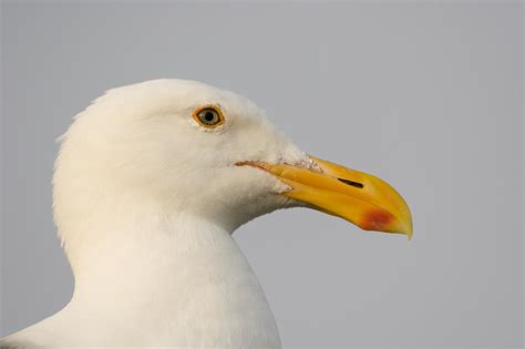 Western Gull In Breeding Plumage Photograph by Sebastian Kennerknecht ...