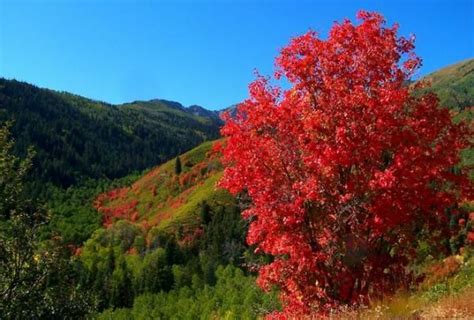 Bigtooth Maple: An Underutilized Colorado Native | Colorado native ...