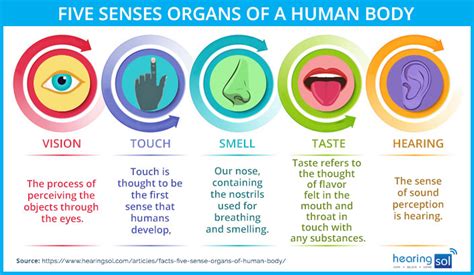 Sense Organs Functions Of Sense Organs How To Care Sense Organs ...