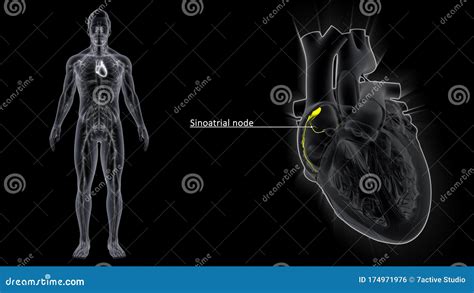 SA Node And AV Node In The Heart Stock Photography | CartoonDealer.com ...