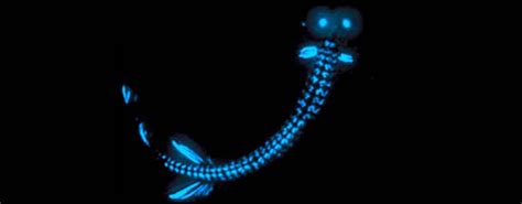 What is bioluminescence?