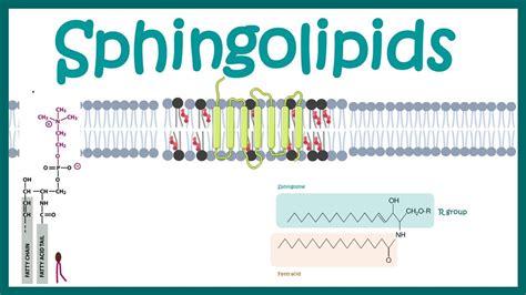 Sphingolipids || Chemical structure , biogenesis and function - YouTube