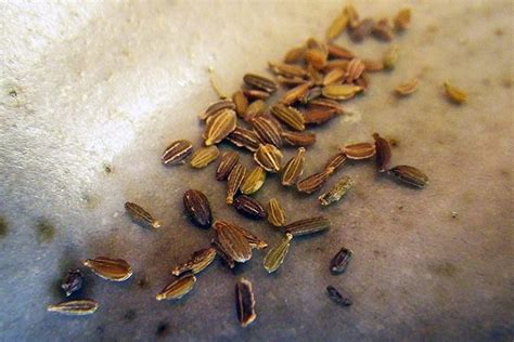 How to Harvest and Save Carrot Seeds | Gardener’s Path