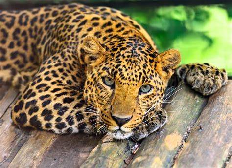 Big cats, Leopards, Wood planks, Glance, HD Wallpaper | Rare Gallery