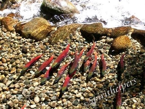 Kokanee Salmon Fish Spawning Autumn Fish Swimming Upstream | Etsy