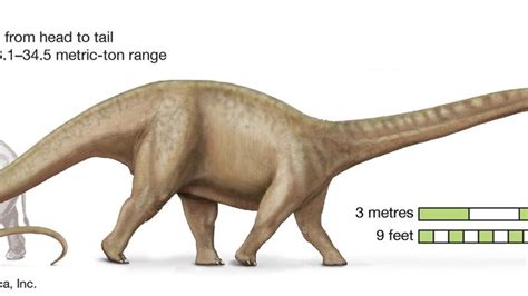 brontosaurus | Size, Habitat, & Facts | Britannica