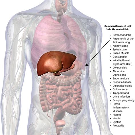 Stomach Pain Left Side Abdomen | Images and Photos finder