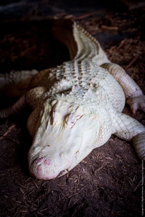 Albino Alligators - Alligator Adventure