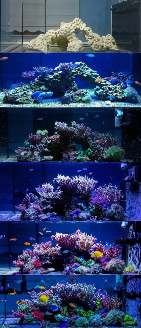 Reef Tank Aquascapes: 15 Stunning Design Tips – The Beginners Reef