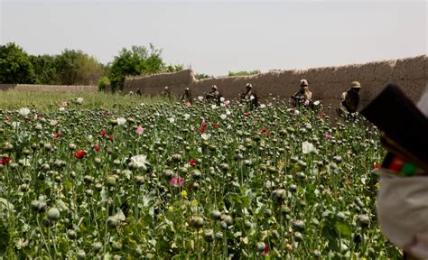 Even More Photos of US/NATO Troops Patrolling Opium Poppy Fields in ...