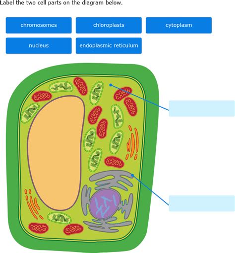 Plant Cell Diagram 7th Grade With Chromosomes