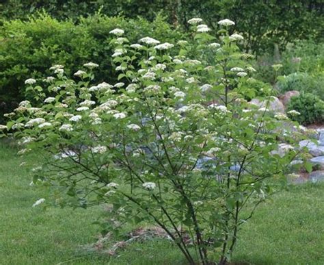 Viburnum dentatum 'Blue Muffin' Bridal Wreath Spirea, Winter Plants ...