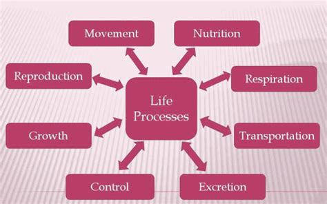 6 Life Processes